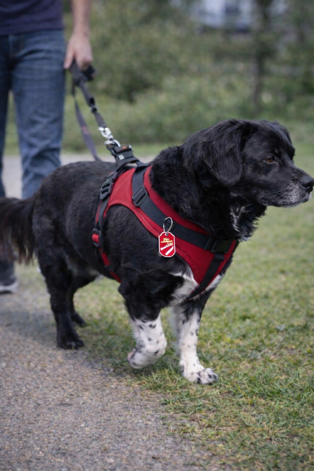 Hund mit FanTAG Marke